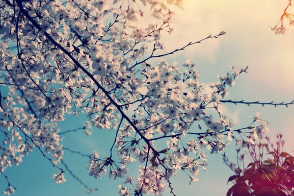 Nature in spring, cherry blossoms on a tree