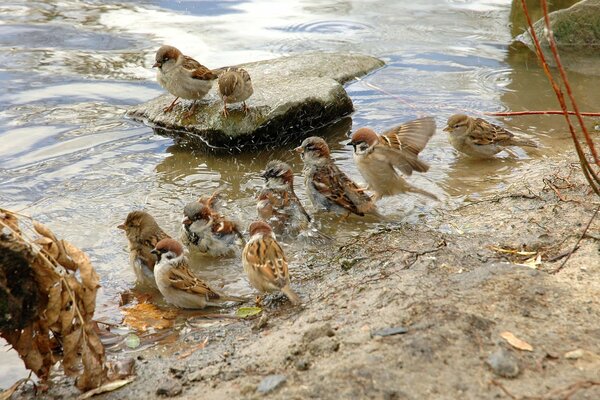 Eine Herde von Spatzen badet im Teich