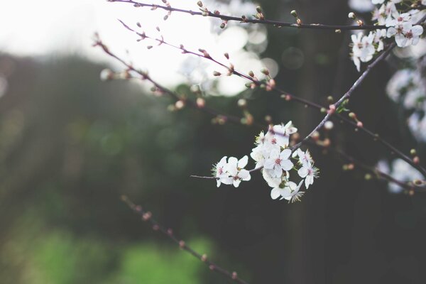 Ein Zweig einer blühenden Kirsche im kalten Frühling