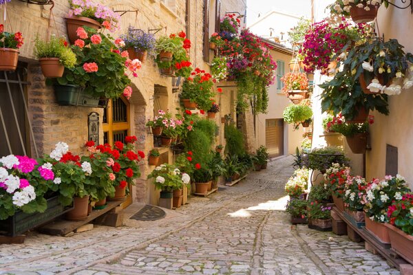 Schöne Blumen in einer Stadt in Griechenland