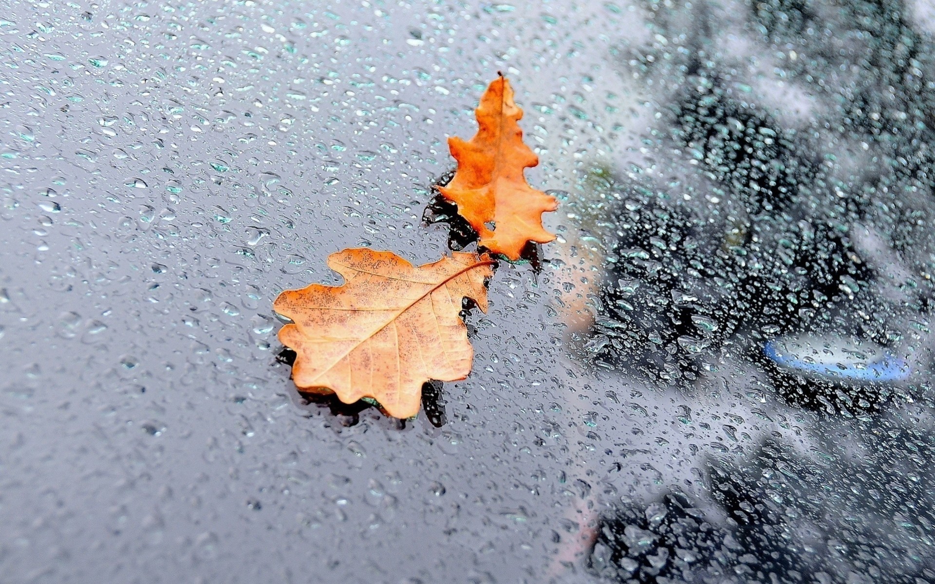 gotas de agua otoño macro lluvia reflexión hoja