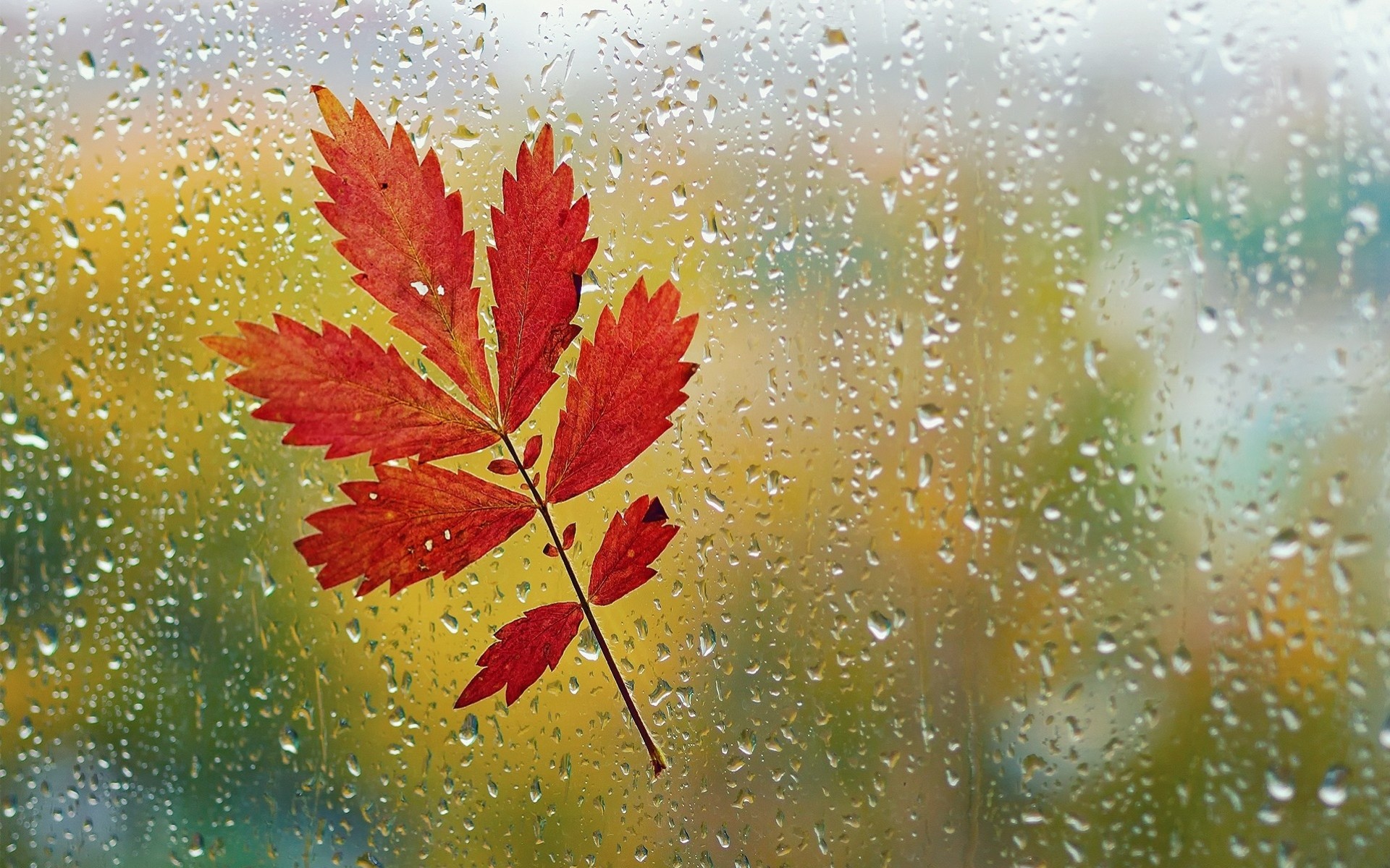 close up rain water droplets autumn sheet