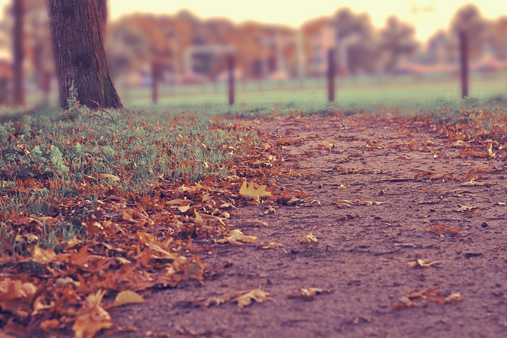 autunno foglia strada albero