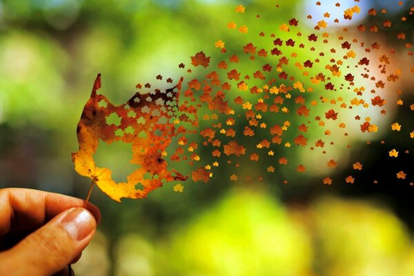 Autumn maple leaf is blown away by the wind