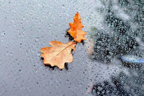 Autumn oak leaf on the glass splattered with raindrops