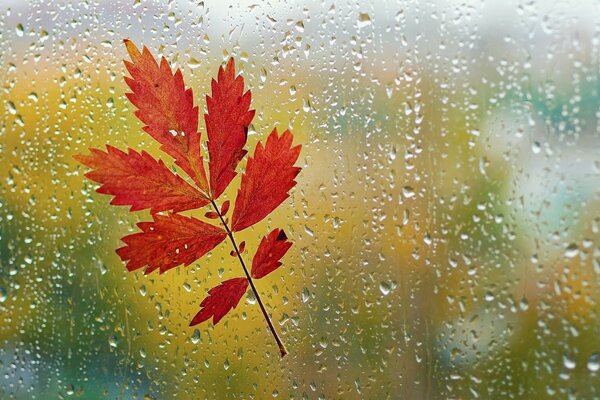 Herbstblatt auf nassem Glas