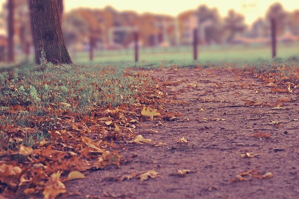 A path with dry leaves next to a tree