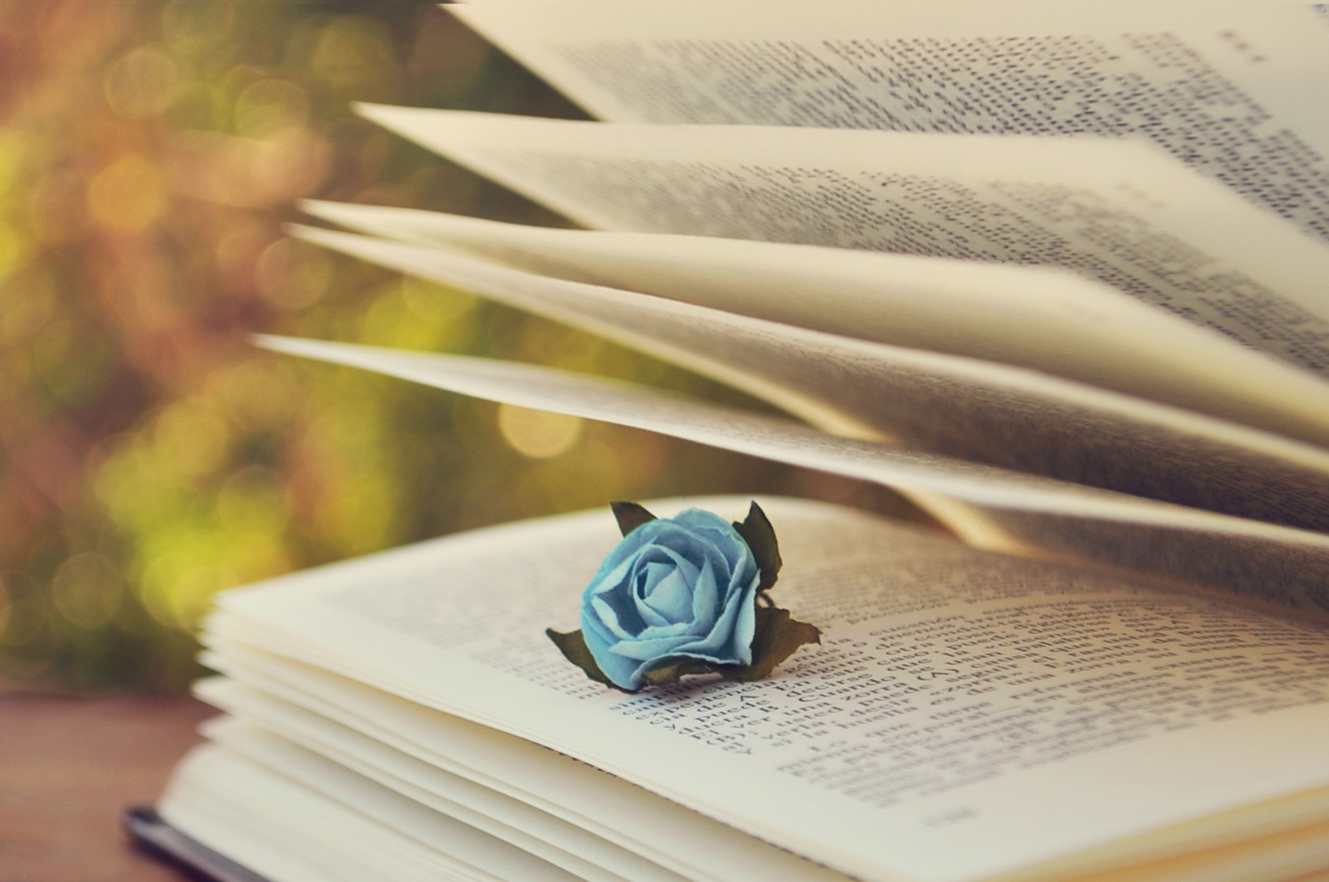 rose the text pages blue bokeh book