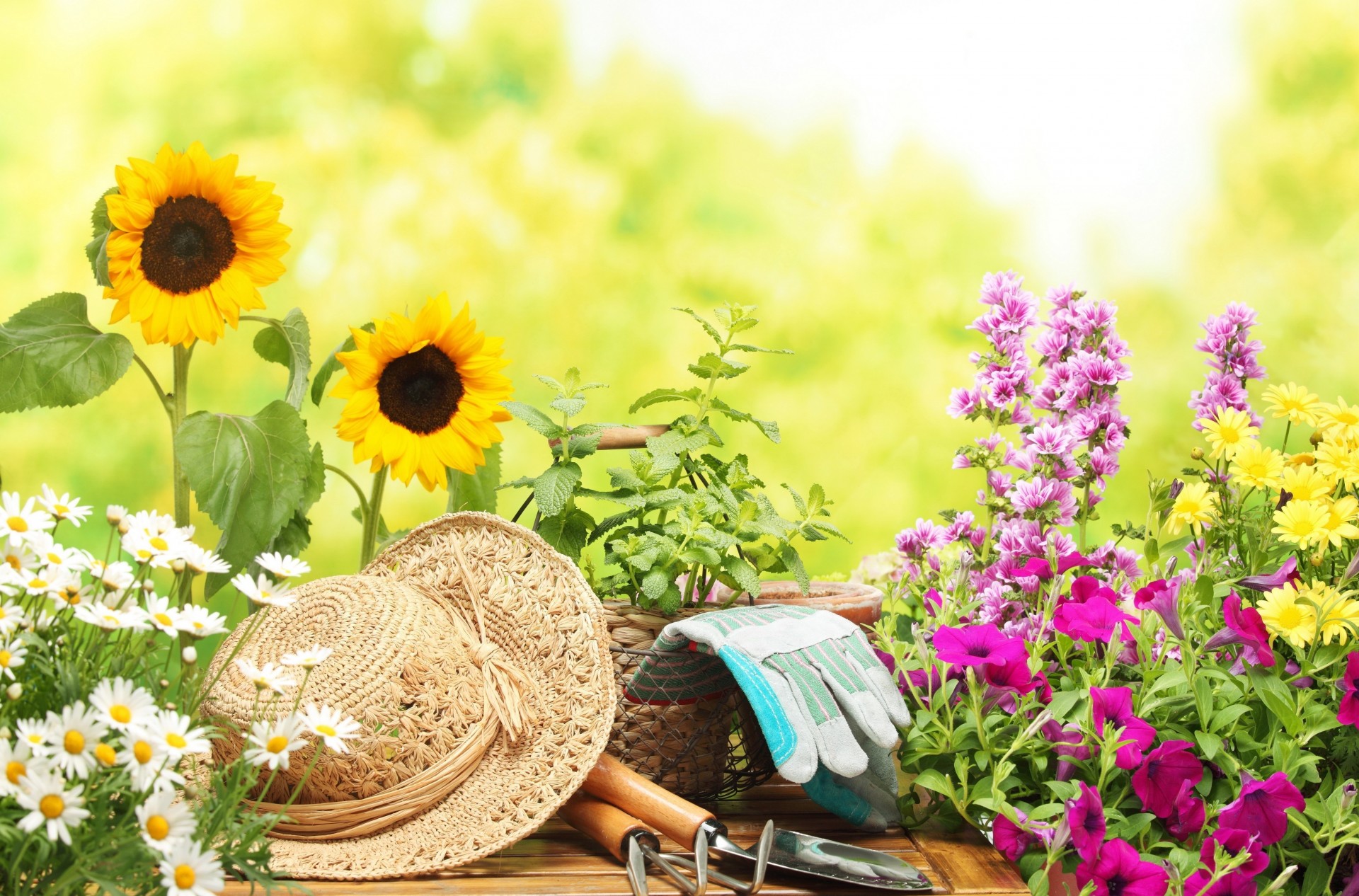 blumen handschuhe stimmung kamille gänseblümchen hintergrund tapete hut sonnenblume unschärfe