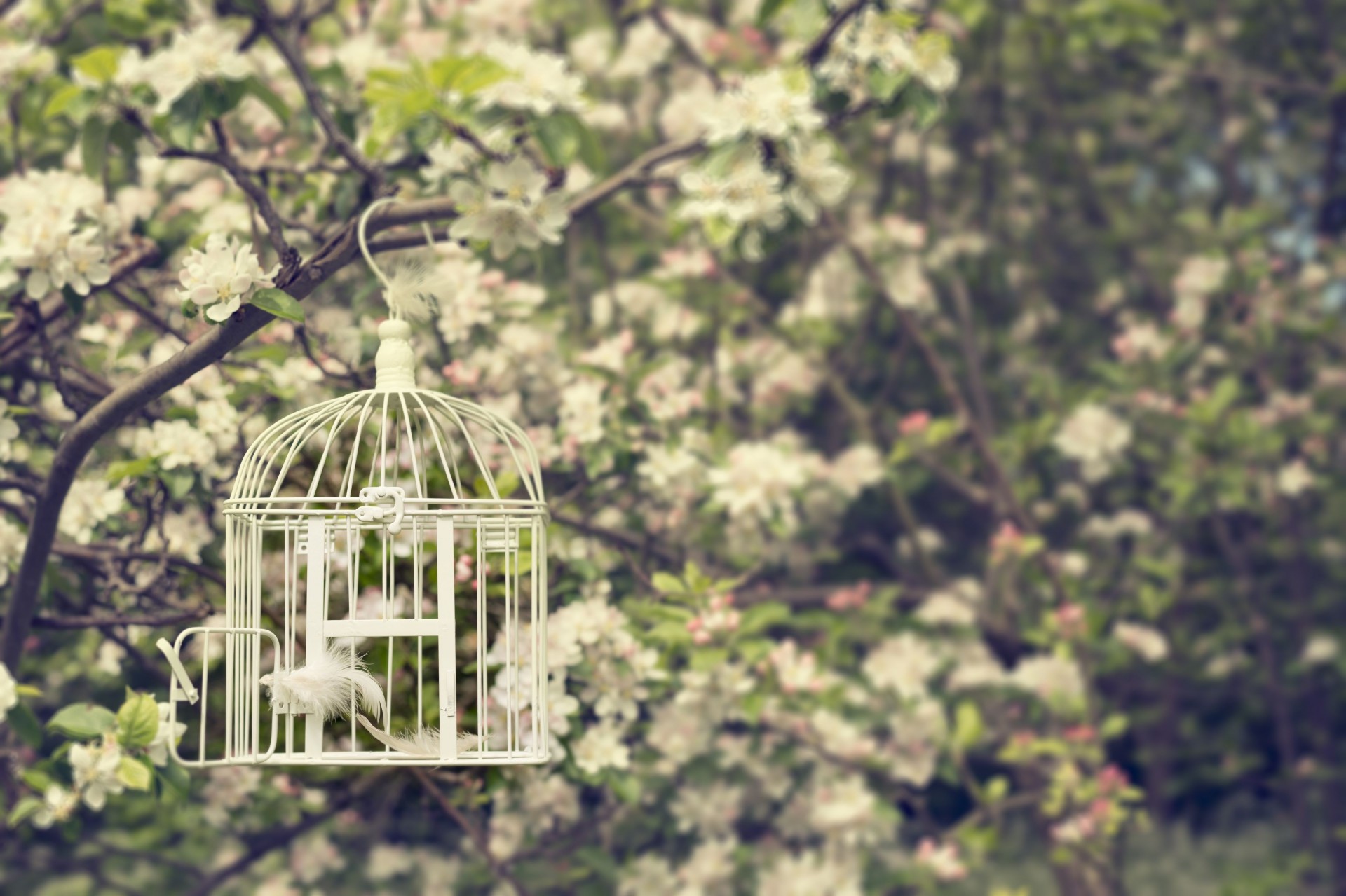 leaf flowers cage widescreen fullscreen mood tree background trees feather wallpaper coffee