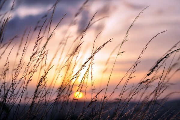 Gentle sunset among the fields