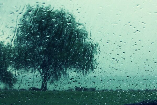 A tree and rainy weather outside the window