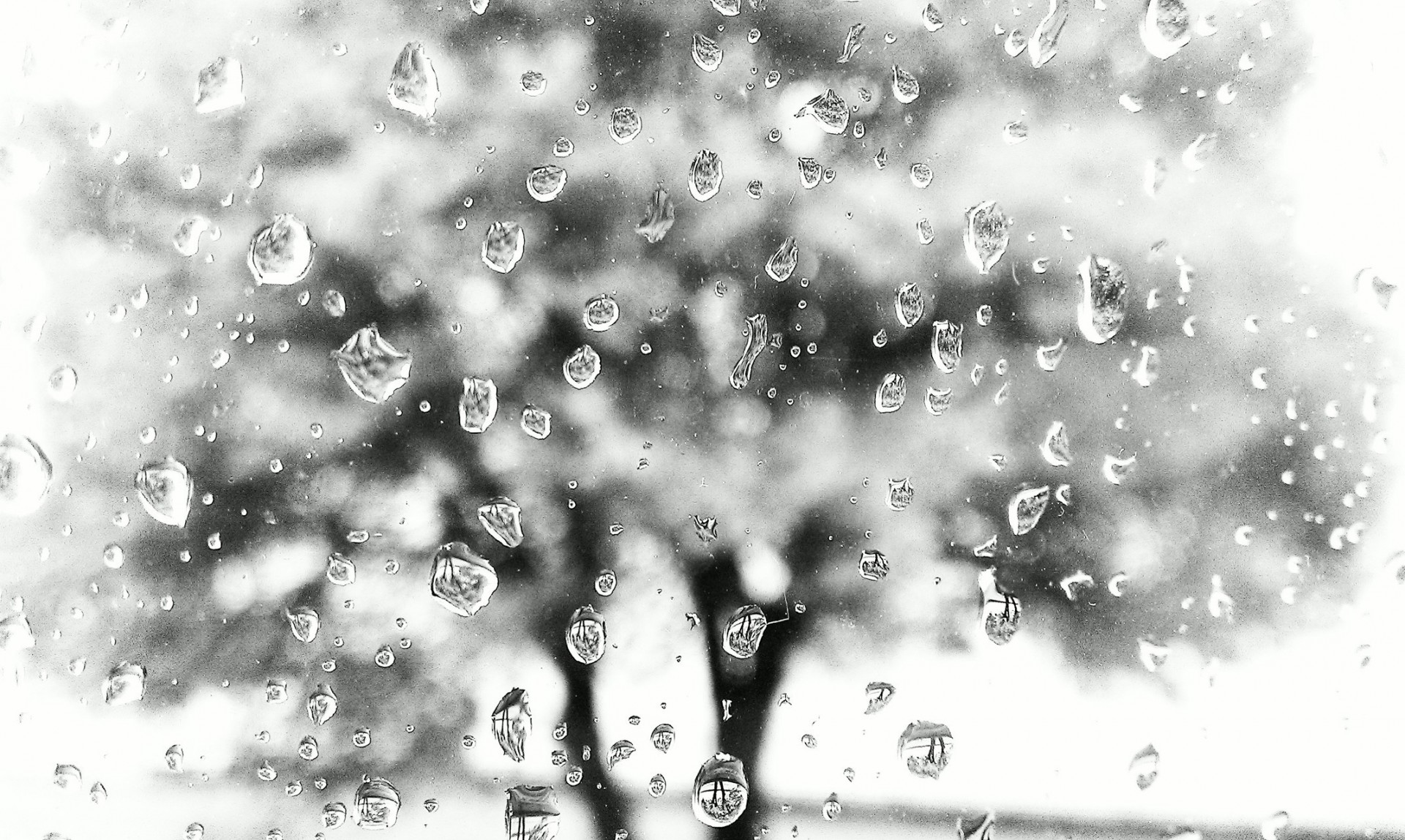 regen fenster baum schwarz / weiß fällt