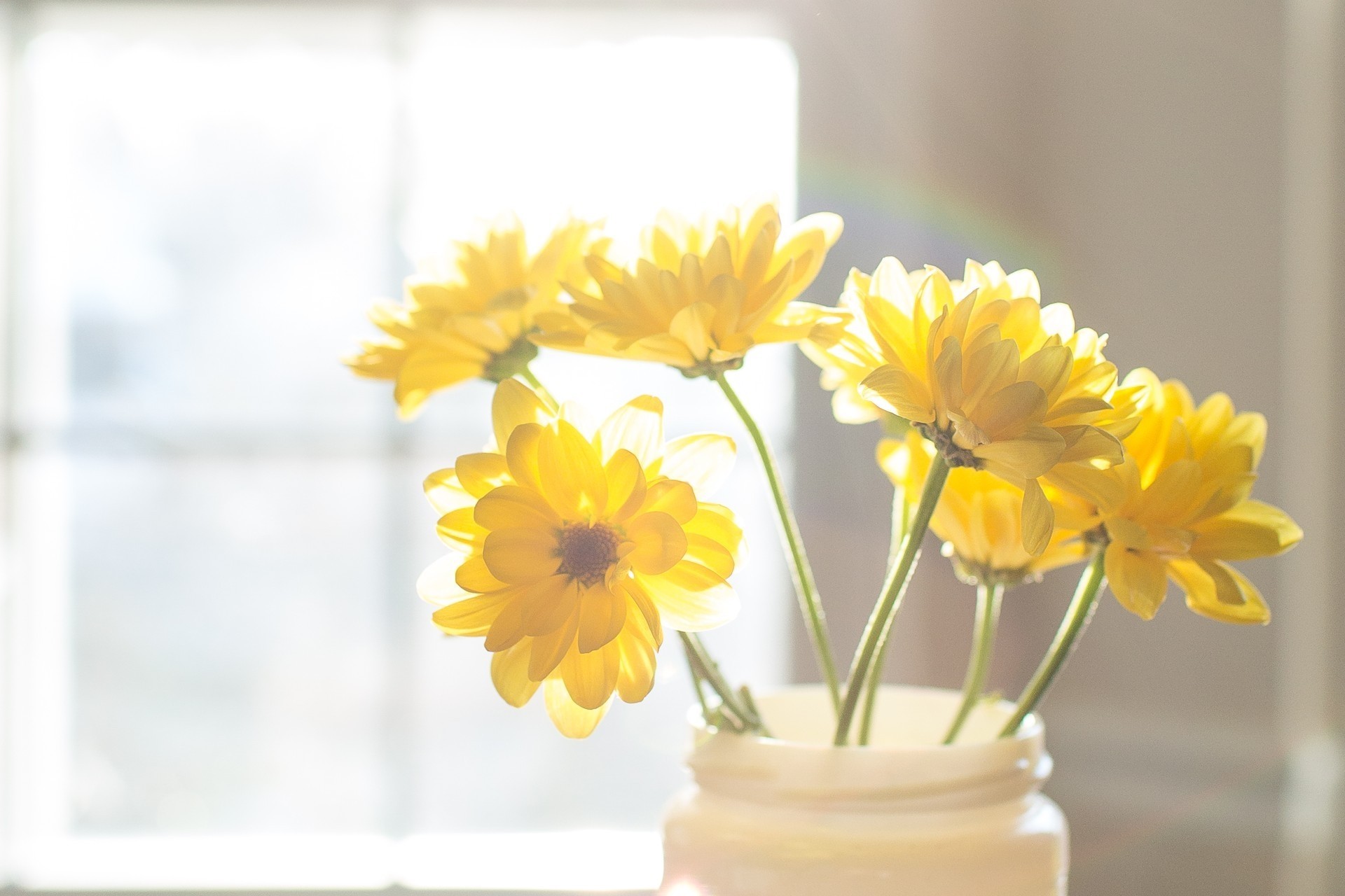 hell fröhlich gelb blumen sonnenlicht