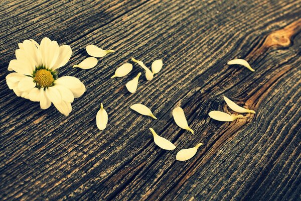 Chamomile flower with torn petals on a tree