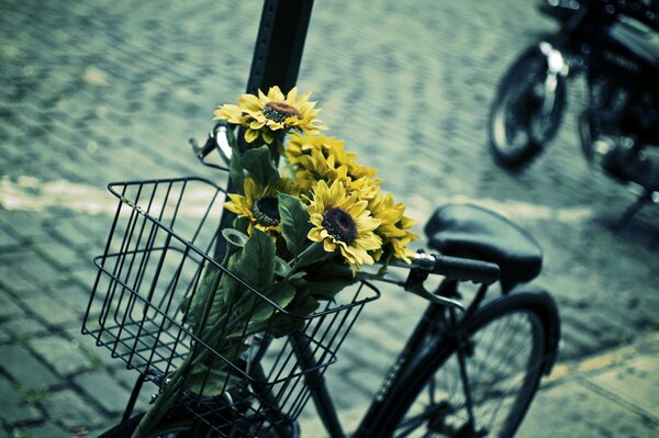 Vélo garé avec bouquet de tournesols