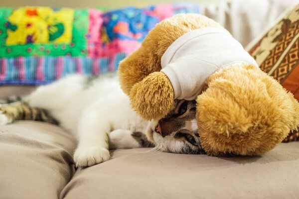 Sleepy kitty with a toy. Teddy Bear