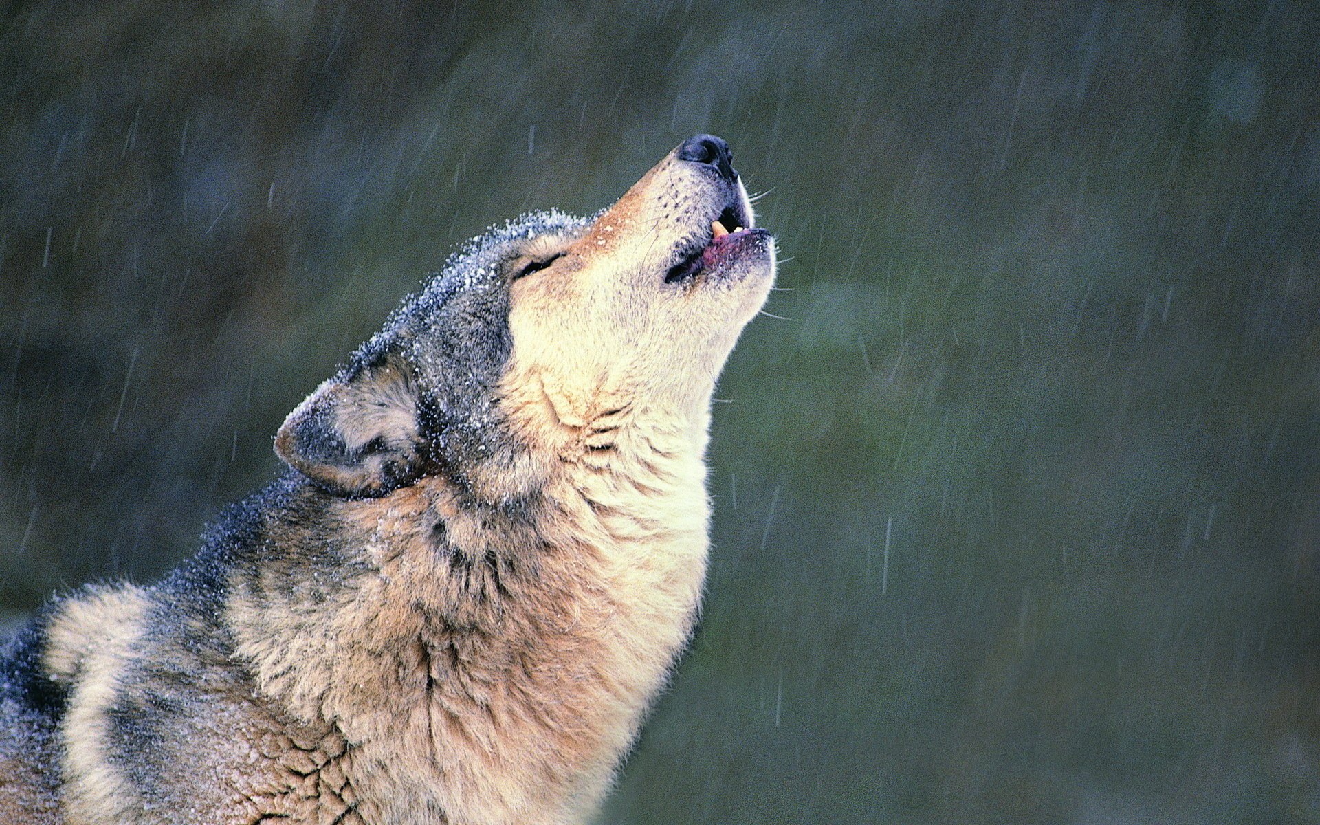 wolf einsamkeit schnee heulen