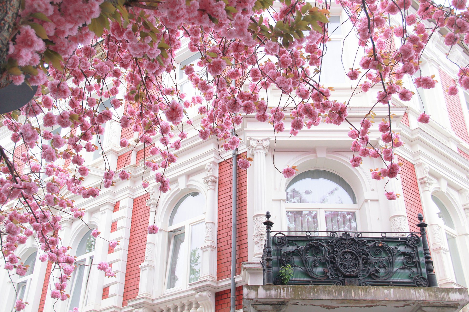 paris france town architecture building house balcony window tree sakura bloom