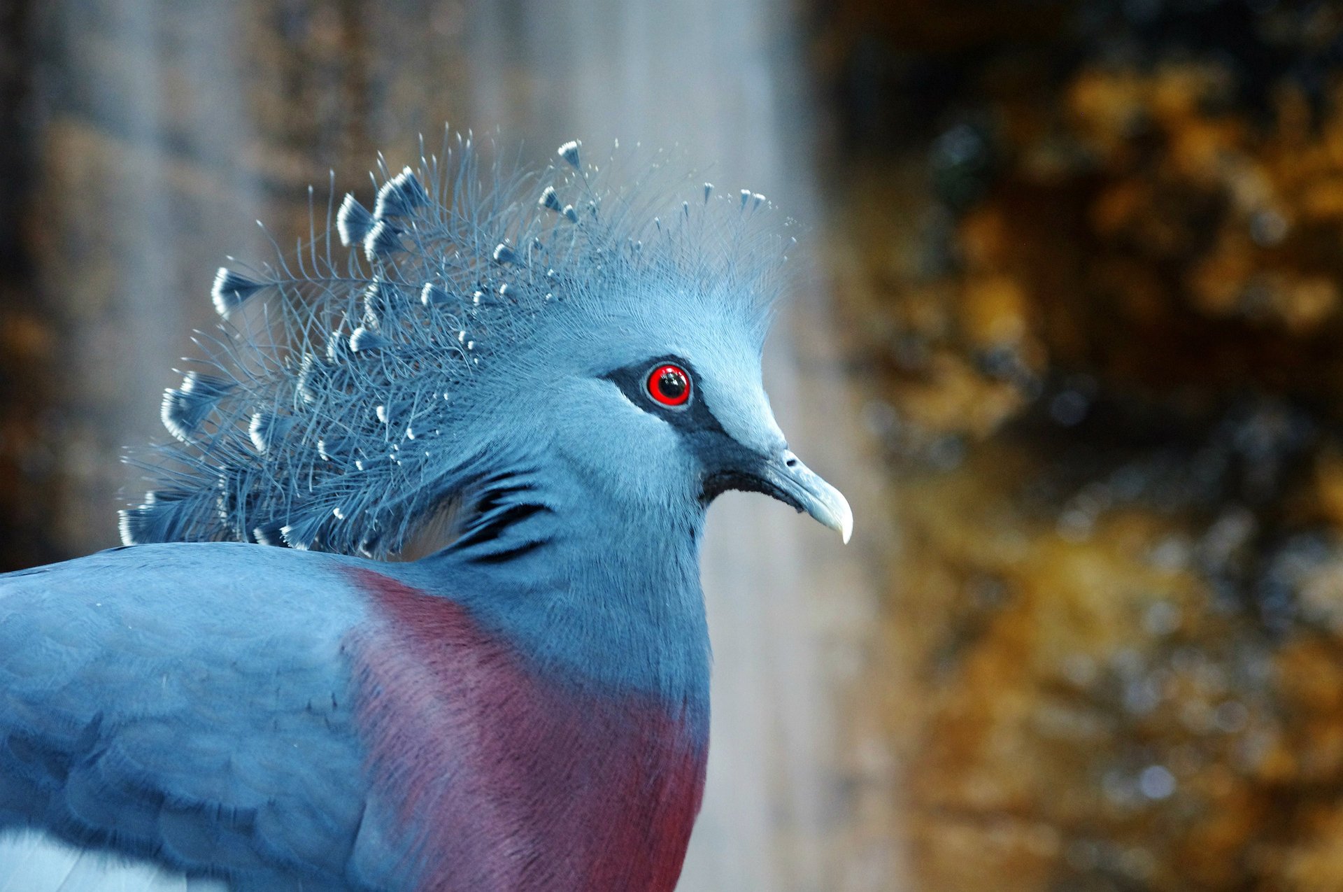 венценосный голубь victoria crowned pigeon bird птица