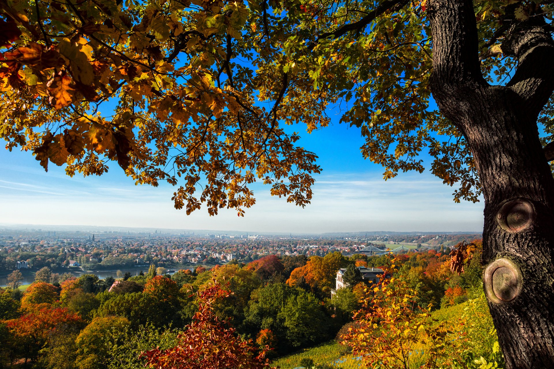 dresden deutschland stadt ansicht häuser brücke hügel baum bäume herbst