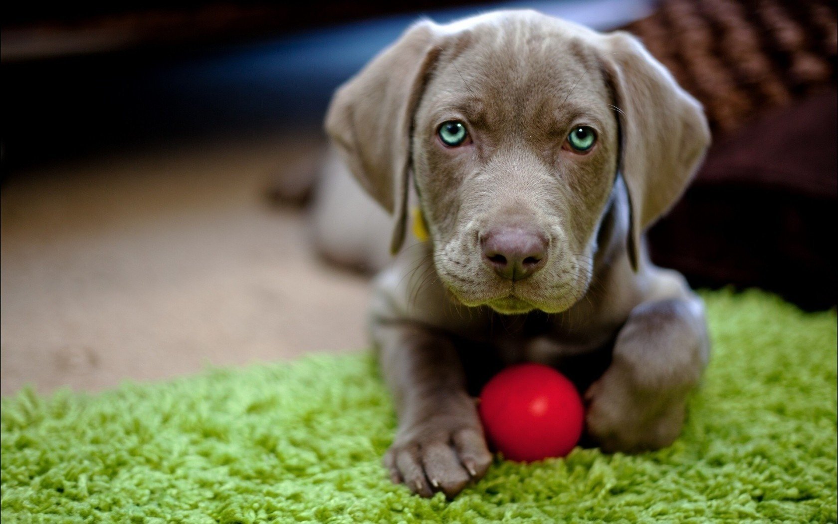 chien jouet chien chiens balle