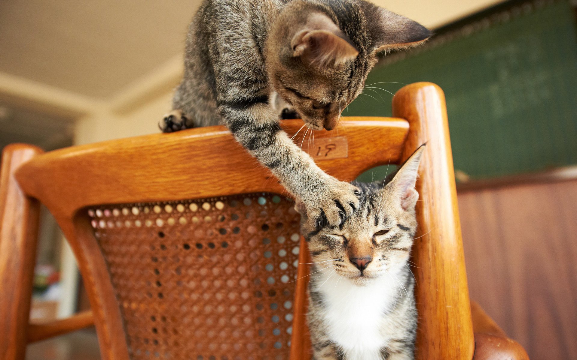 katzen pfote spielen stuhl