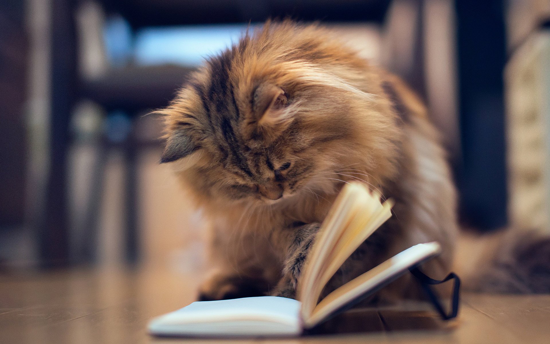 gato género libro gatito cuaderno ben torode margarita páginas