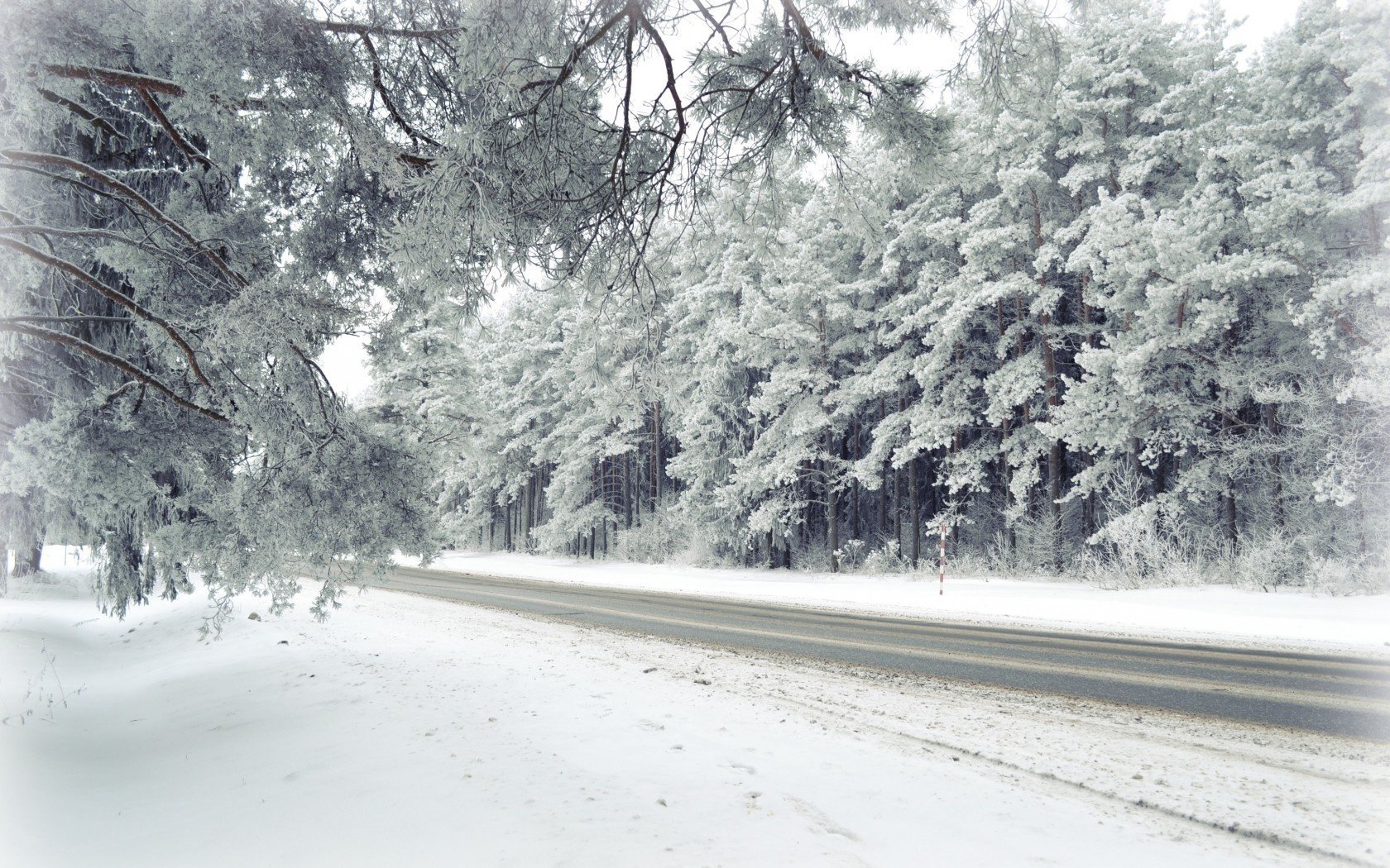 paesaggio inverno foresta natura strada