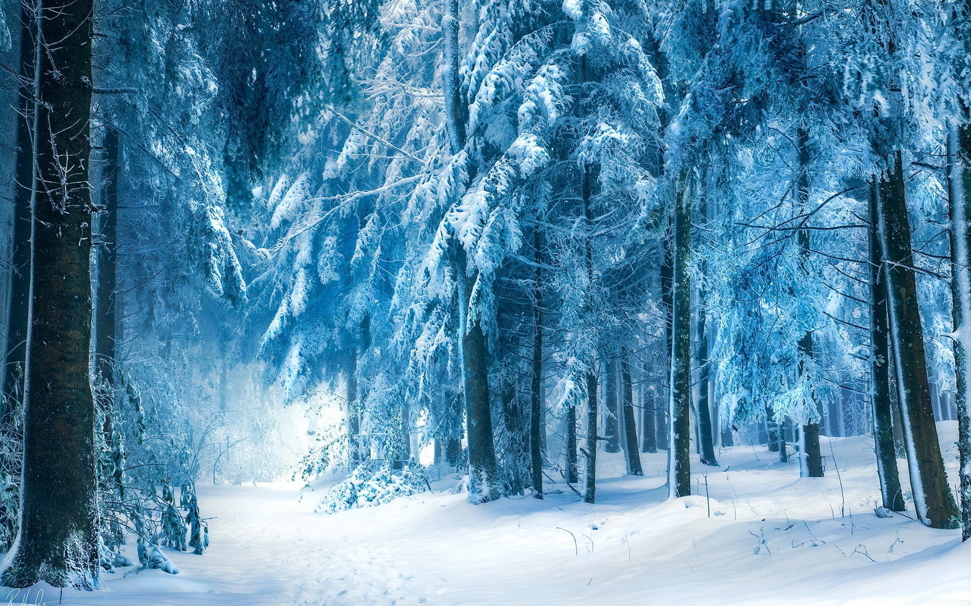 winter forest nature