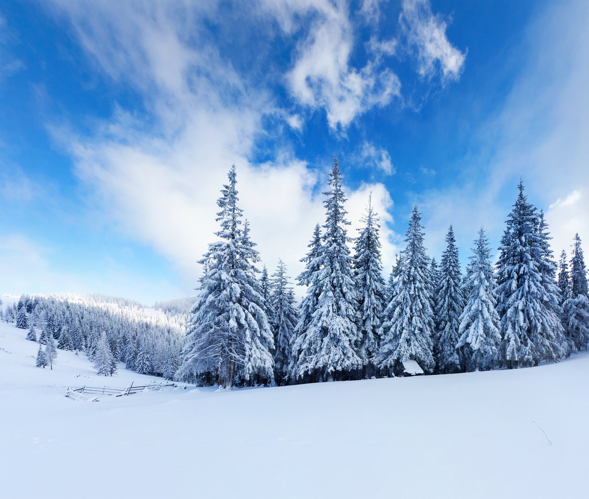 tree clouds winter forest snow