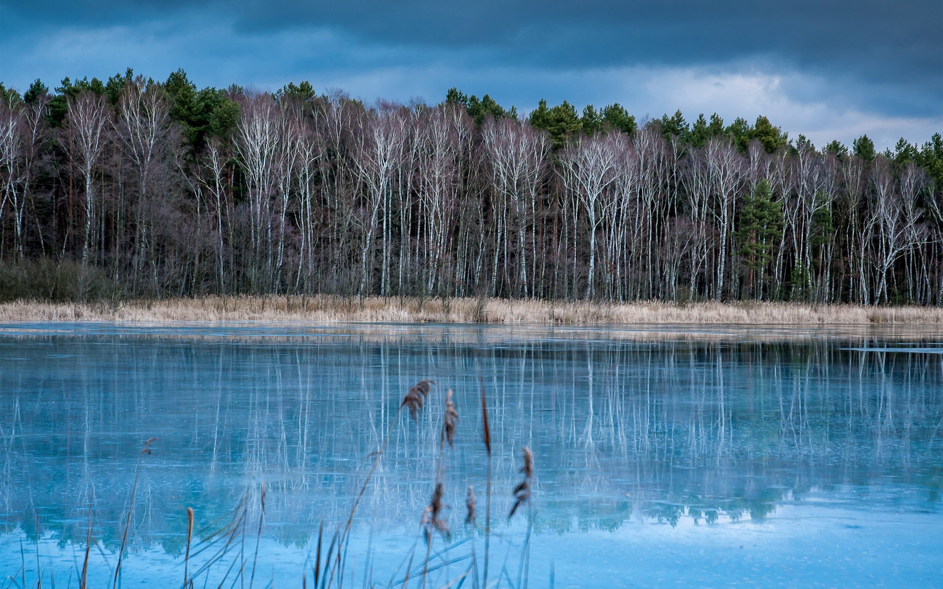 autunno freddo lago foresta alberi