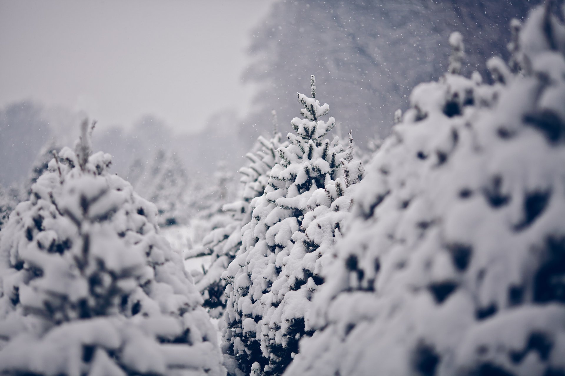 nature arbres de noël neige hiver