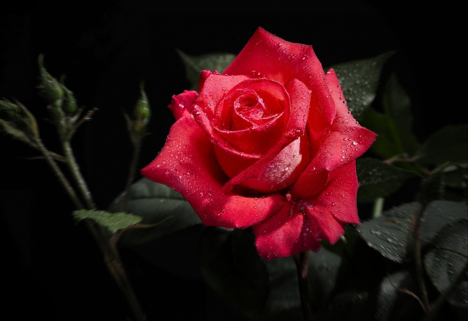 fiore nero foglie gocce rosso rosa rugiada