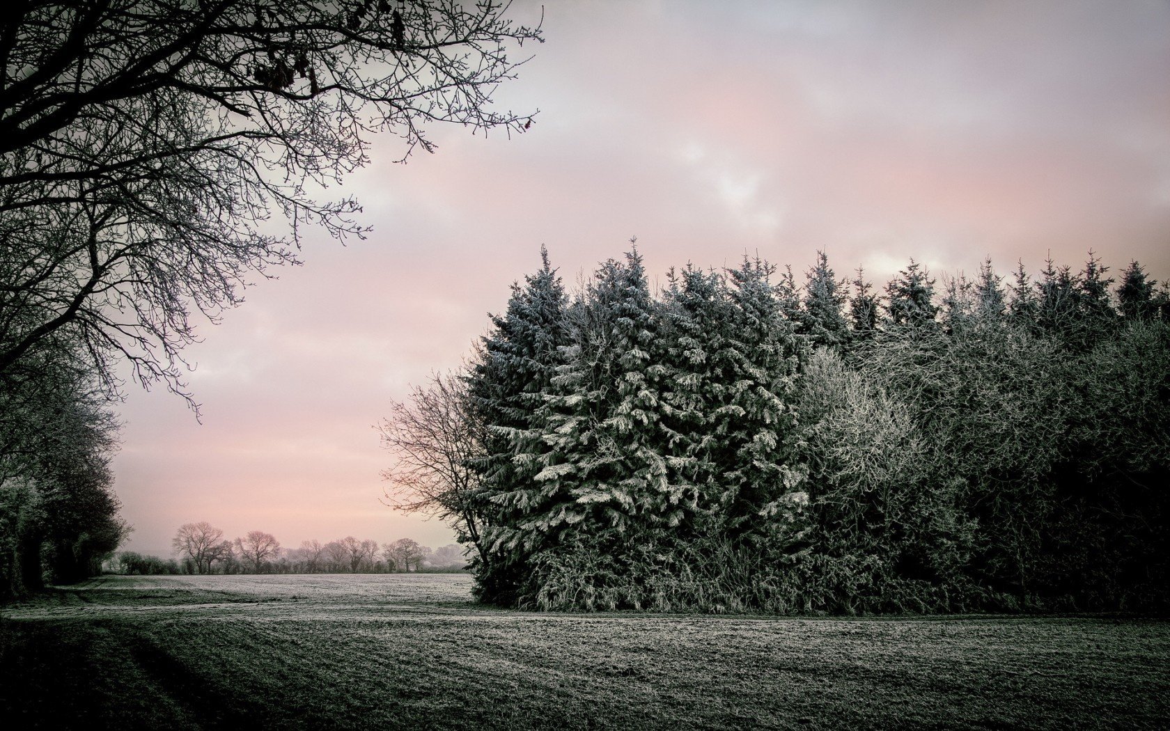 arbres paysage champ