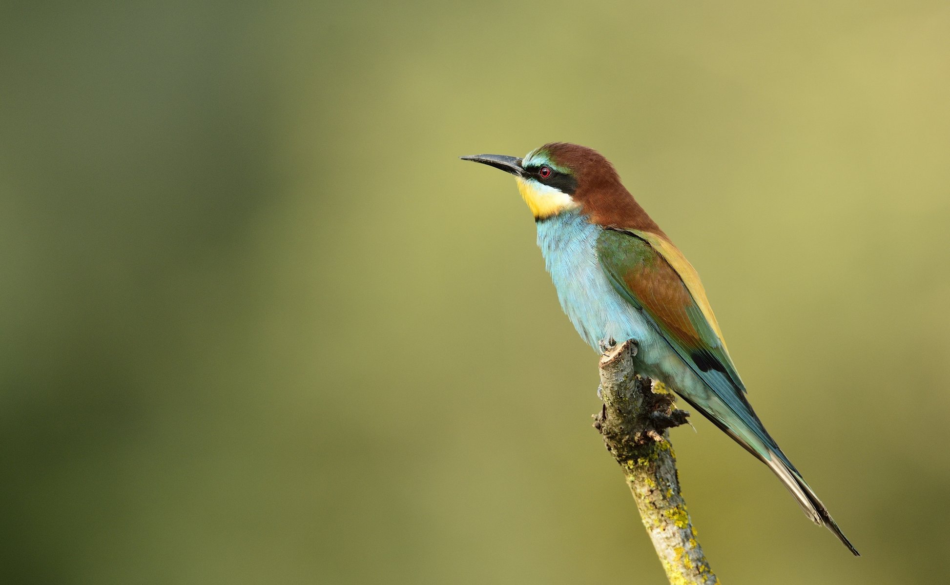 oiseau brochet doré apiculteur