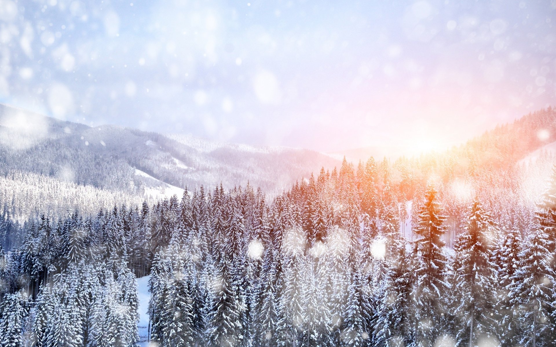 nature winter snow landscape tree