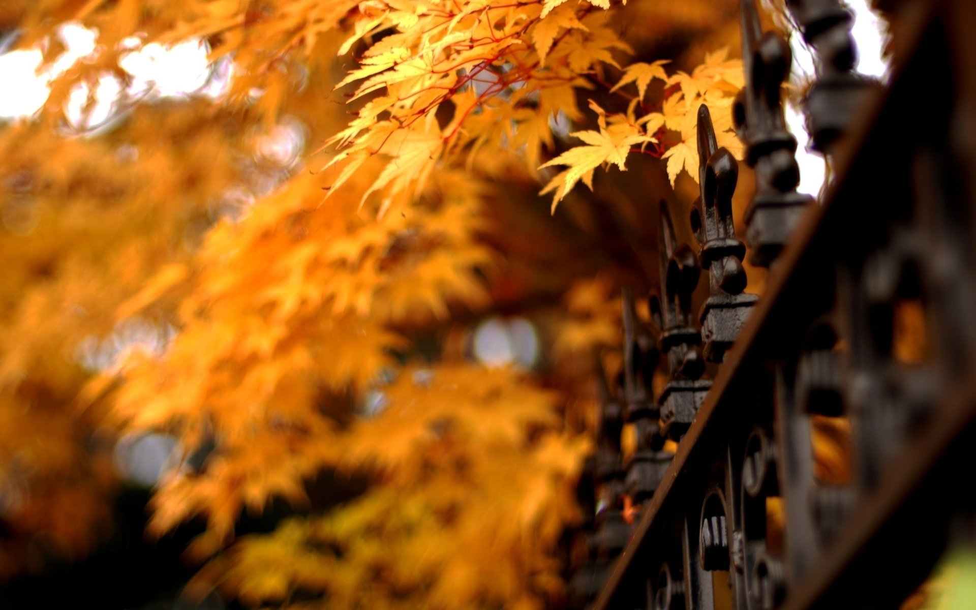 naturaleza hojas enrejado naturaleza hojas cerca otoño otoño