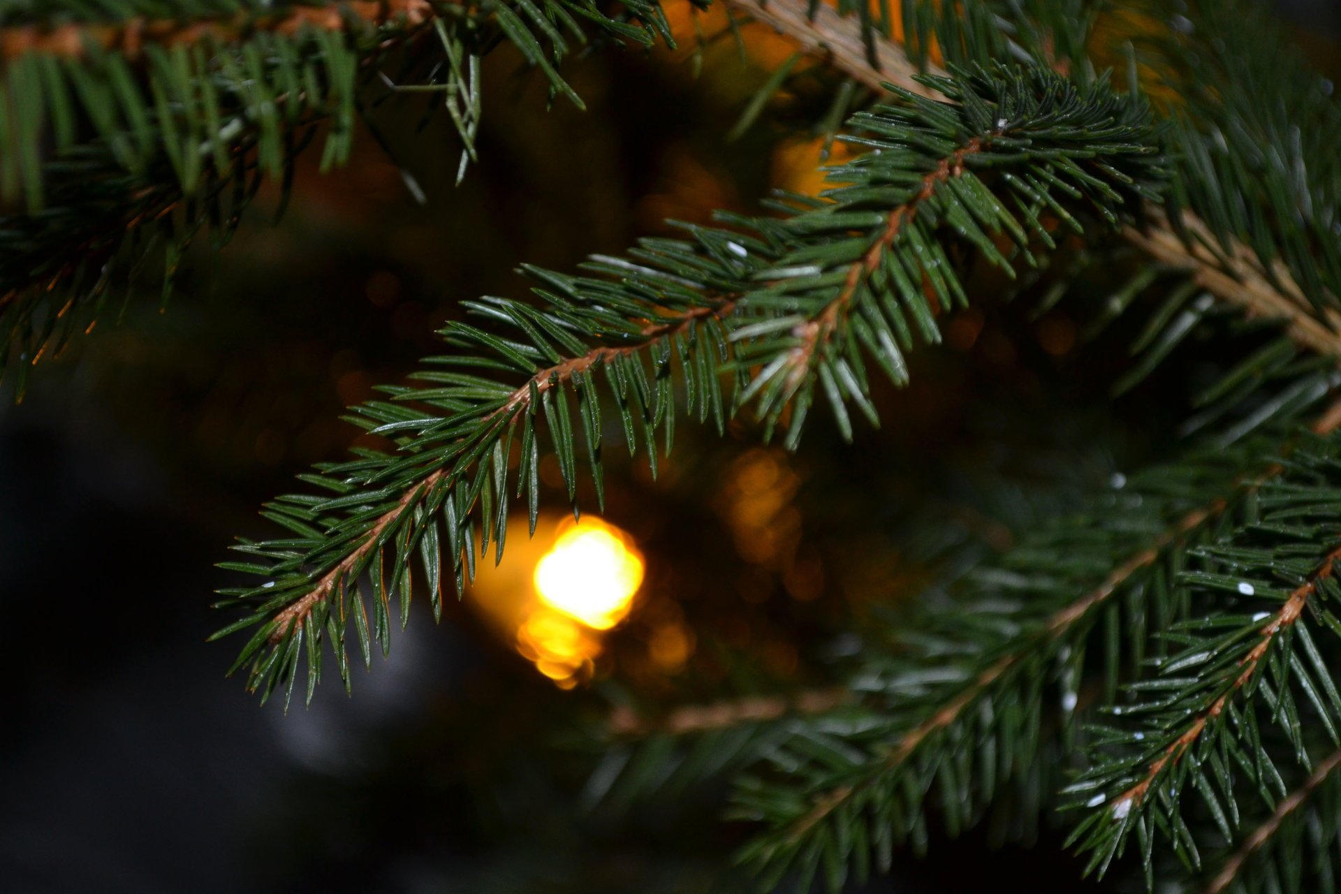 licht weihnachtsbaum