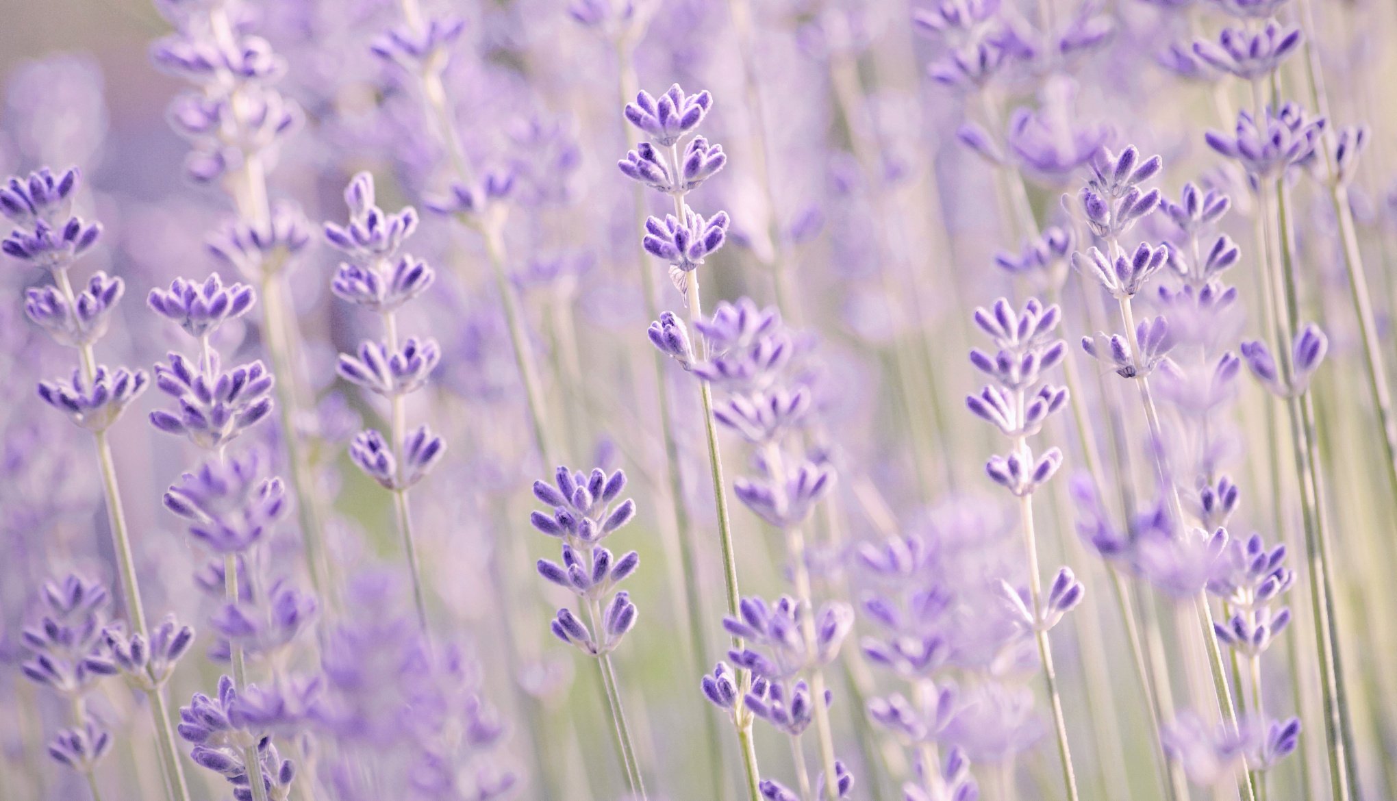 kwiaty lawenda liliowy makro lavender rozmycie