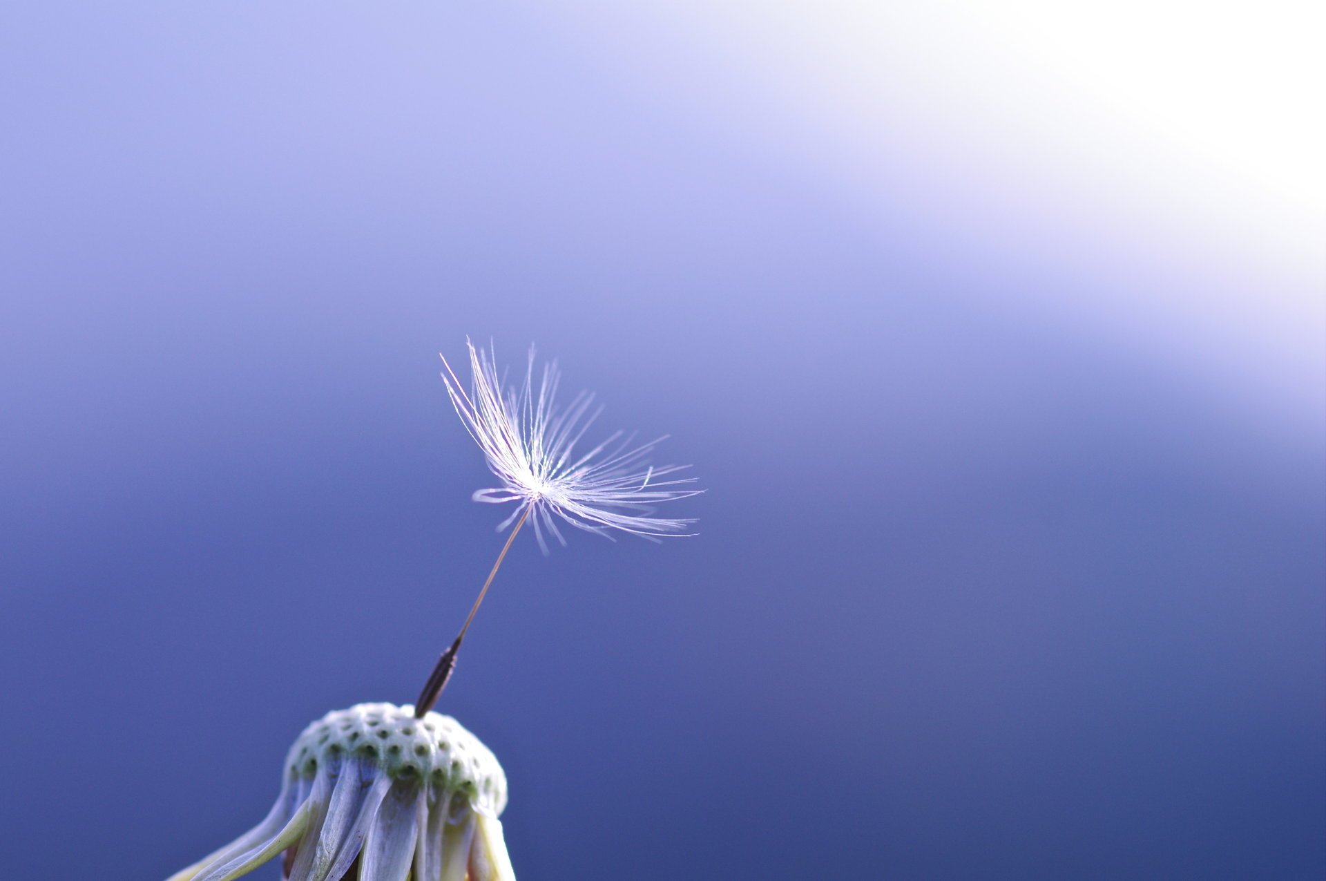 macro one background dandelion blue