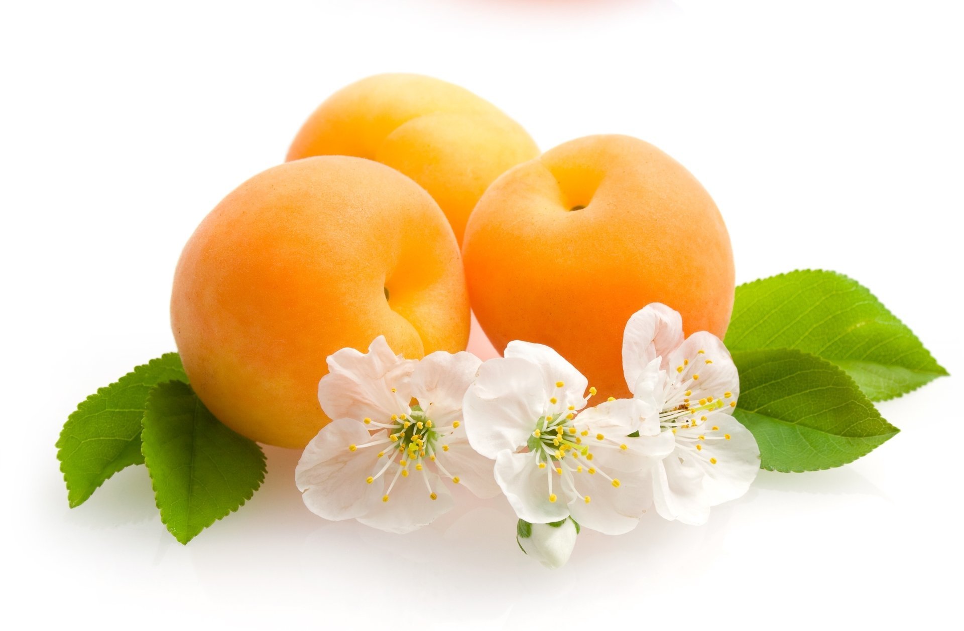 fruit flowers apricots leave