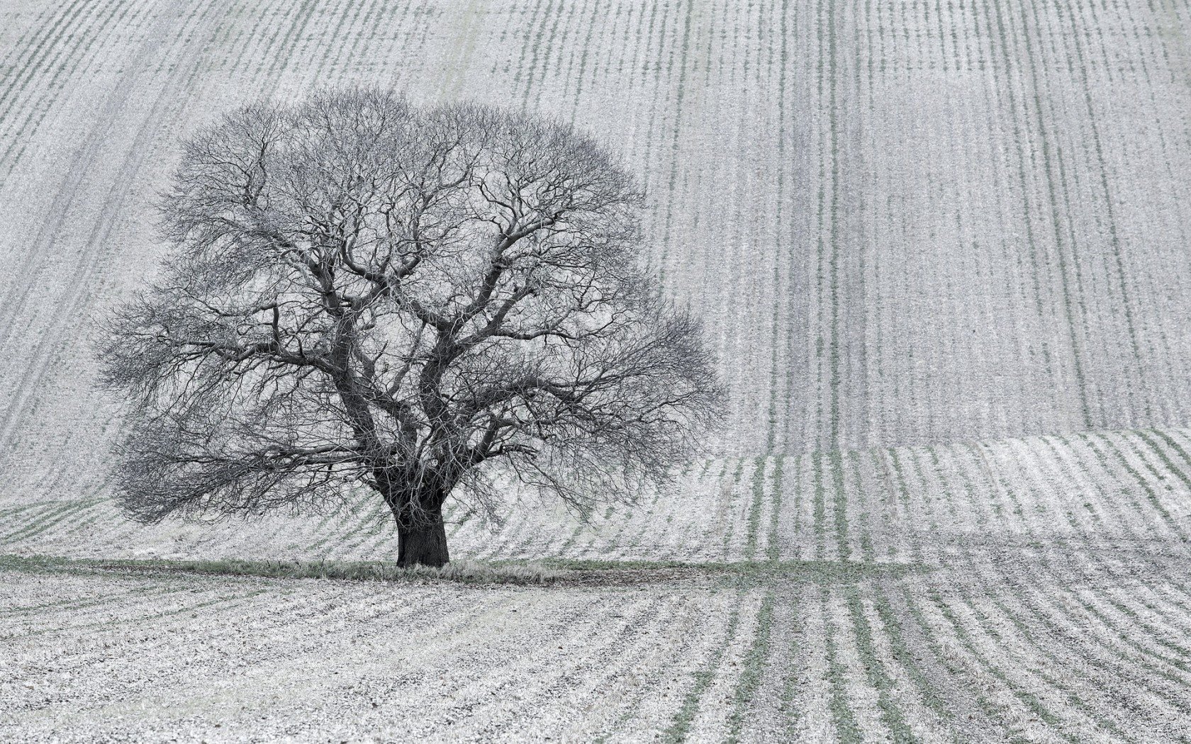 landschaft feld baum