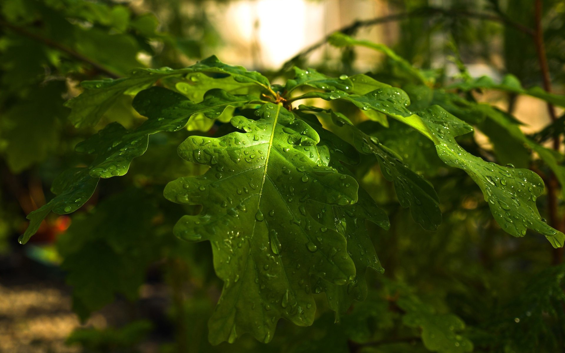 oak branch forest day oak nature drops leaves tree