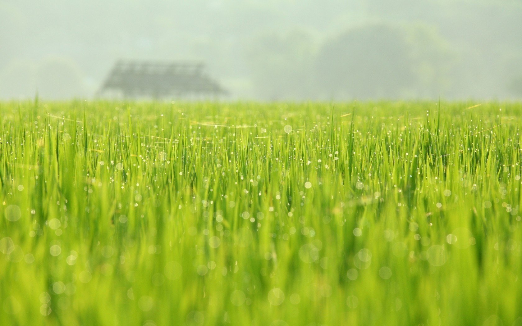 nature mai verdure printemps rosée champ