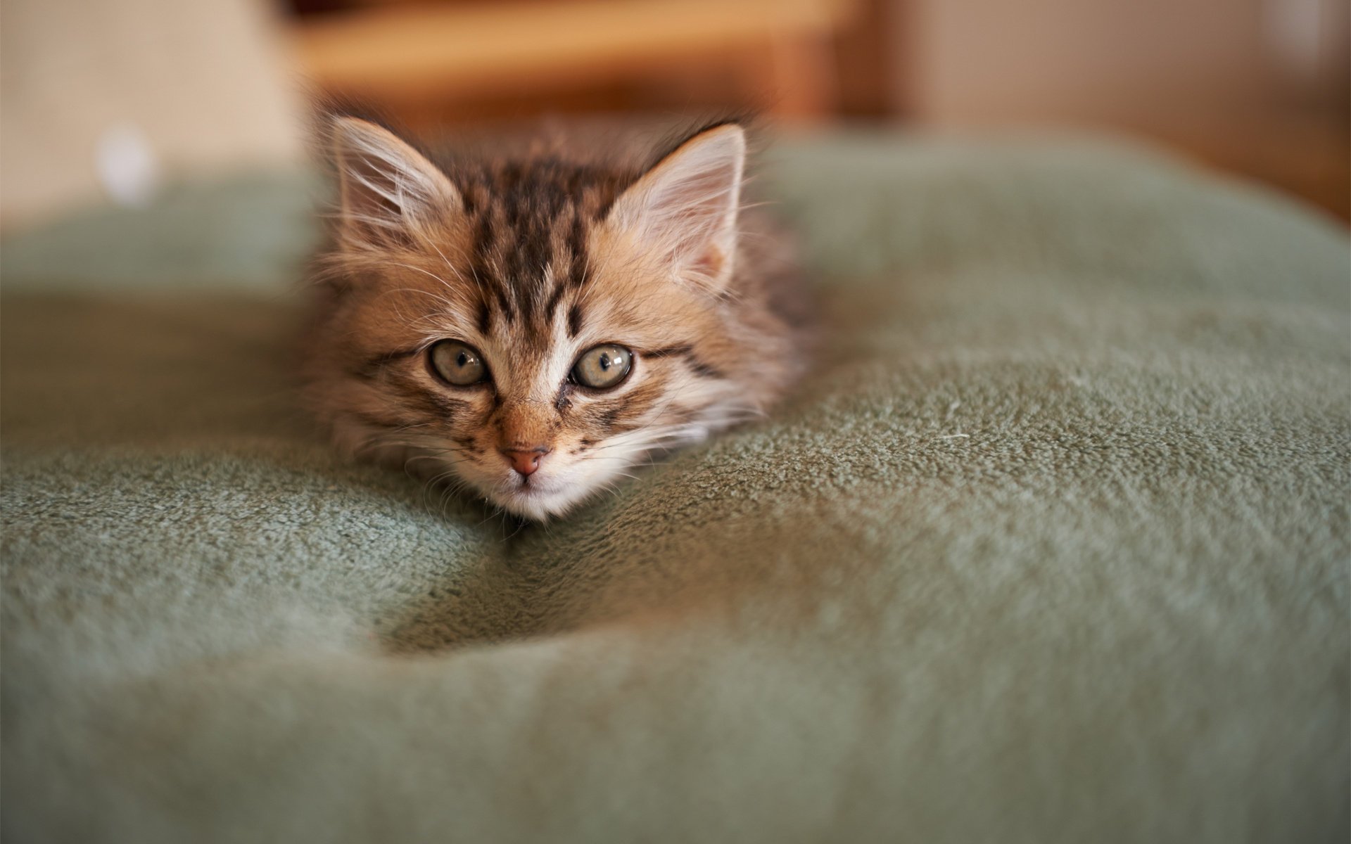 muzzle kitty blanket cat