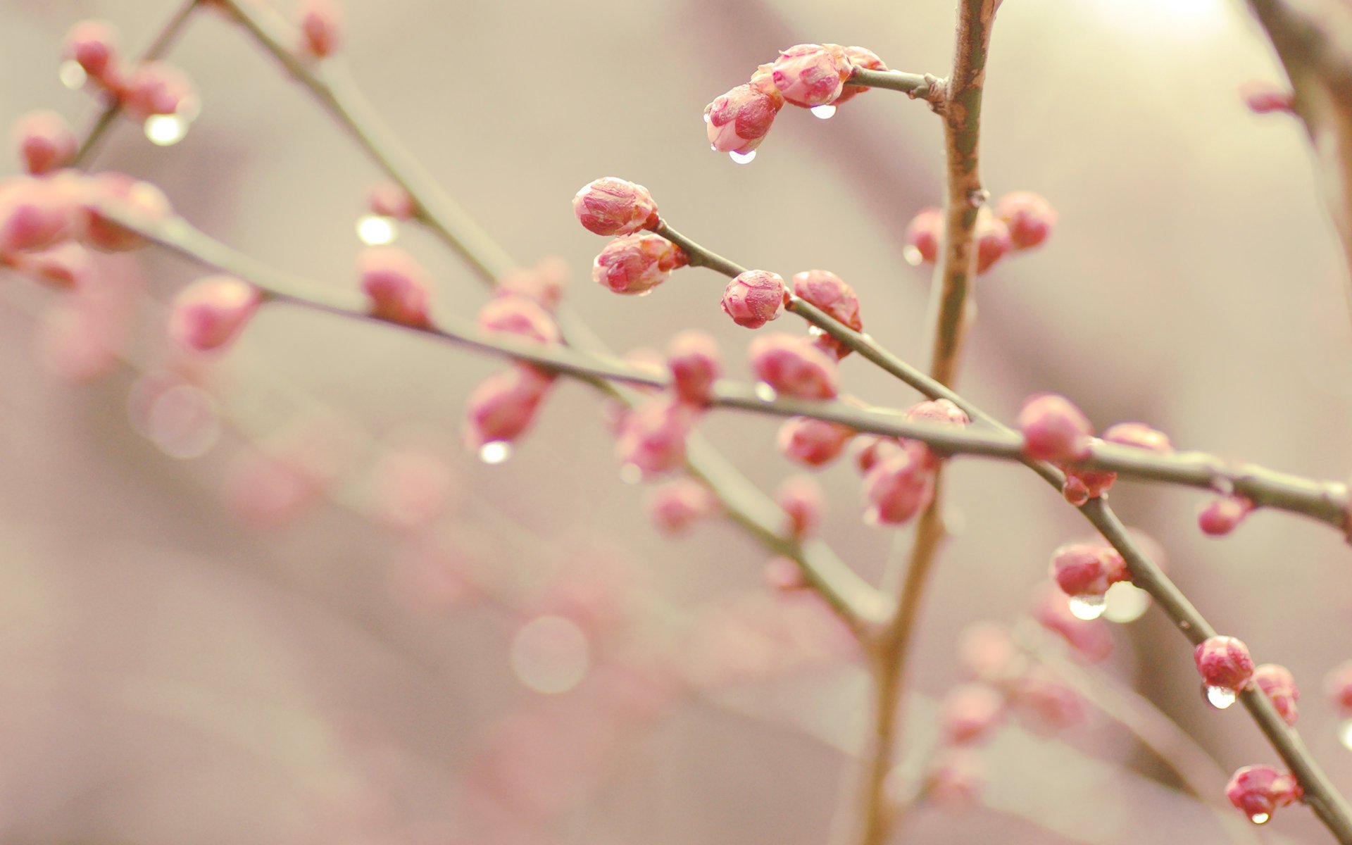 bokeh bourgeons printemps