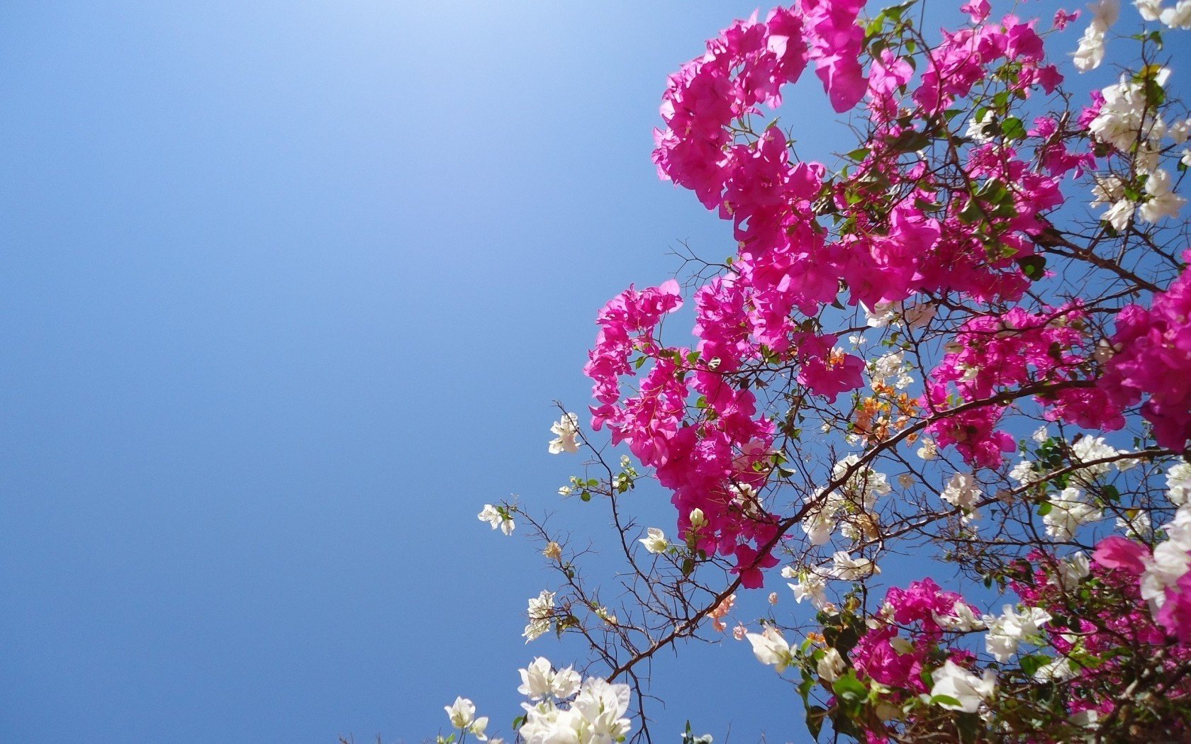 fleurs branches nature ciel