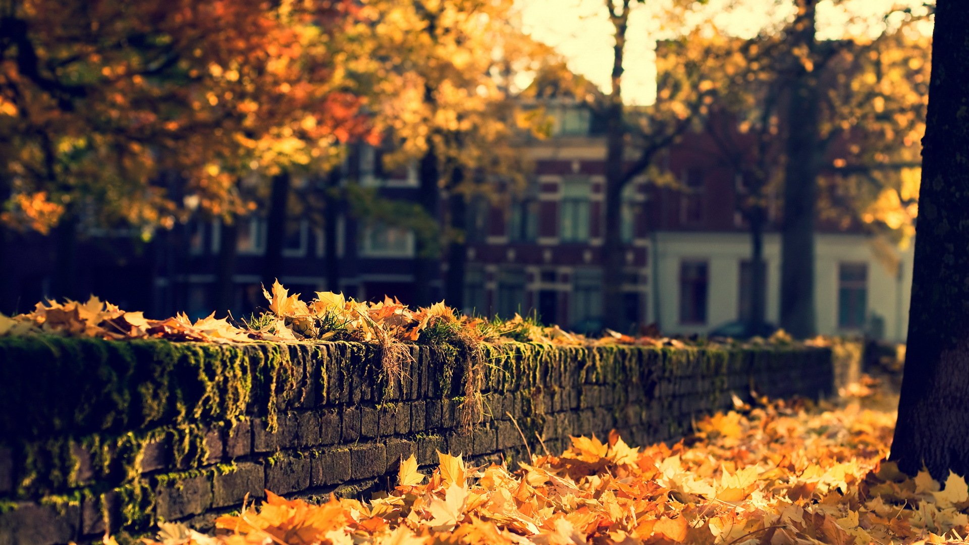 ciudad calle otoño