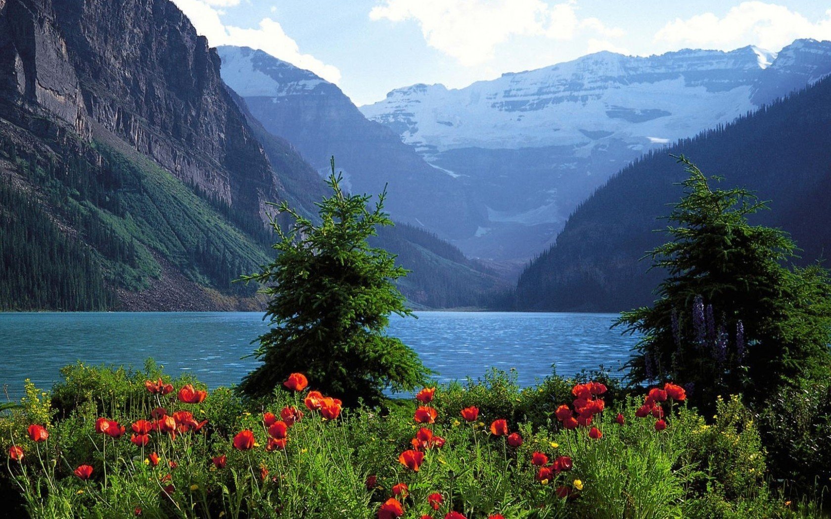 amapolas bosque lago montañas